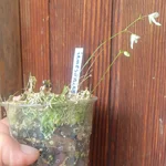 Utricularia jamesoniana Represa El Penol, Antioquia, Colombia, 1900 m asl