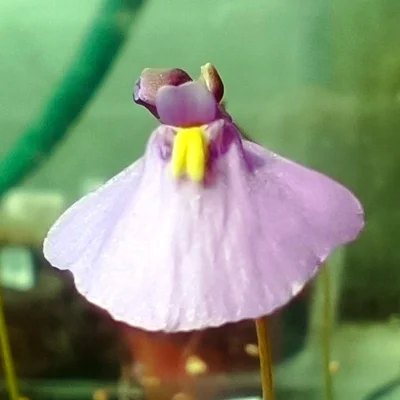 Utricularia dichotoma subsp. dichotoma