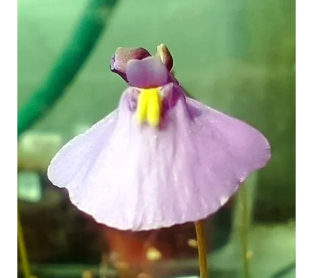 Utricularia dichotoma subsp. dichotoma