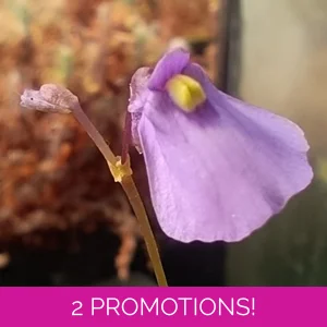 Utricularia dichotoma s..