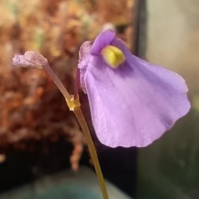 Utricularia dichotoma subsp. novae-zelandiae