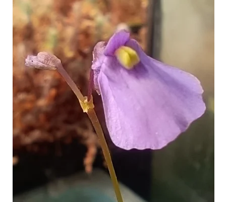 Utricularia dichotoma subsp. novae-zelandiae