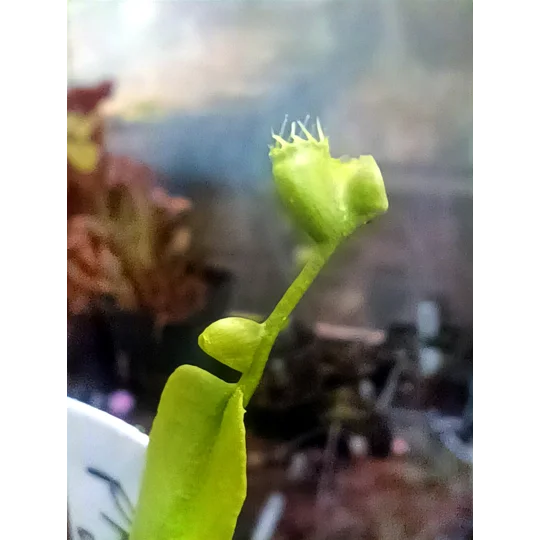 Dionaea muscipula, open pollinated seeds