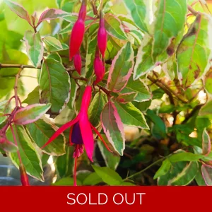 Fuchsia SUNRAY