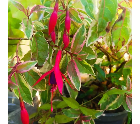 Fuchsia SUNRAY