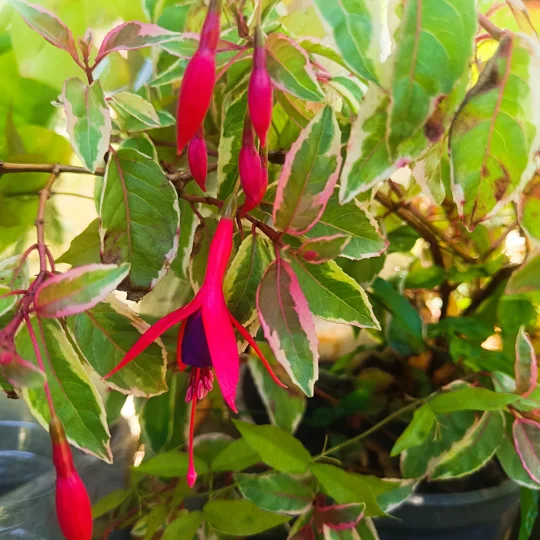 Fuchsia SUNRAY