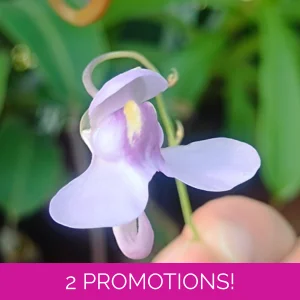 Utricularia nelumbifolia