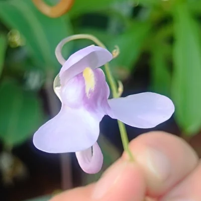 Utricularia nelumbifolia