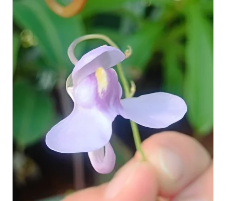 Utricularia nelumbifolia