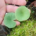 Utricularia nelumbifolia