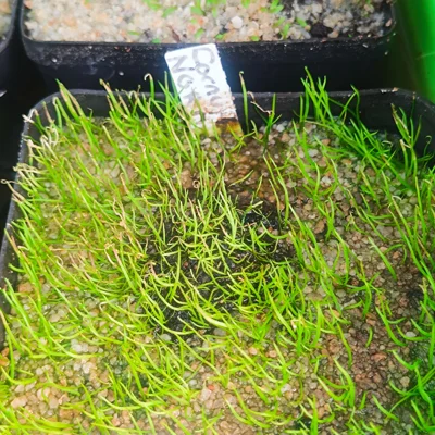 Utricularia cornuta North