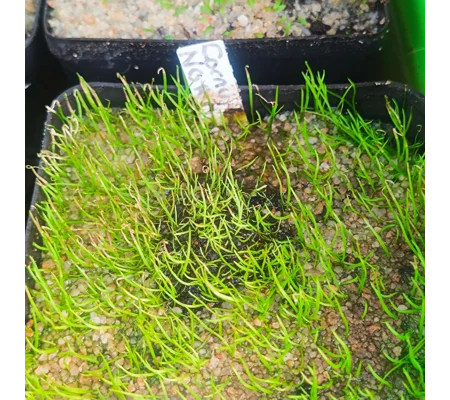 Utricularia cornuta North