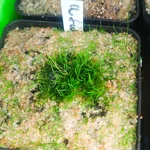 Utricularia fulva