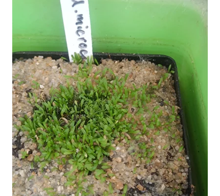 Utricularia microcalyx