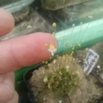 Utricularia bisquamata Bains Kloof