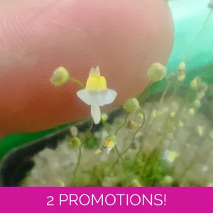 Utricularia bisquamata Bains..