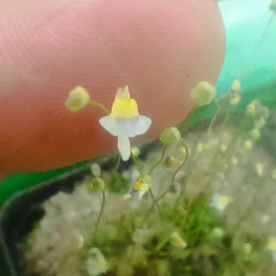 Utricularia bisquamata Bains Kloof