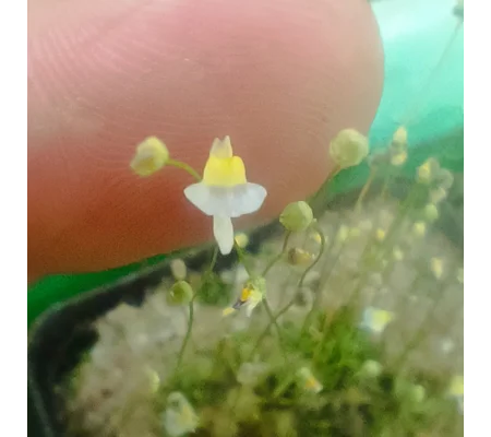 Utricularia bisquamata Bains Kloof