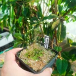 Utricularia bisquamata Bains Kloof