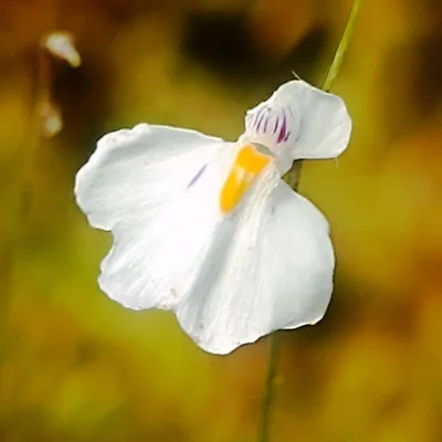 Utricularia laciniata Chapada dos Veiaderos, Goias, Brazil