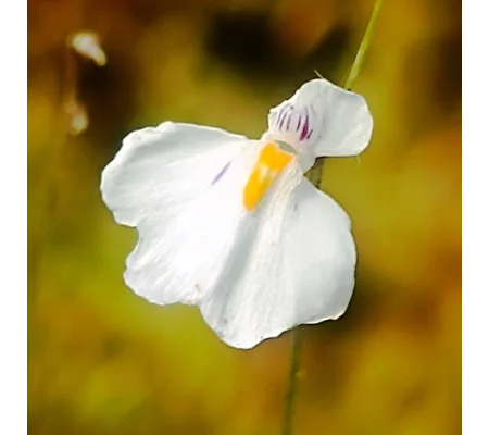 Utricularia laciniata Chapada dos Veiaderos, Goias, Brazil