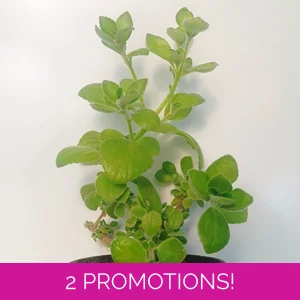 Incense plant/Cuban oregano ..
