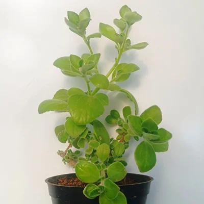 Incense plant/Cuban oregano (Plectranctus amboinicus)