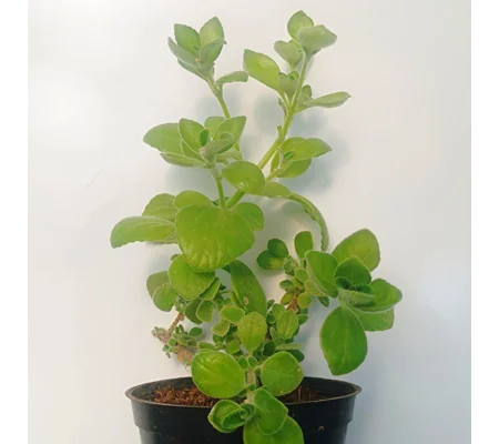 Incense plant/Cuban oregano (Plectranctus amboinicus)