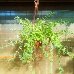 Incense plant/Cuban oregano (Plectranctus amboinicus)