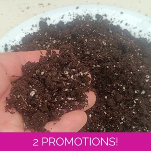 Standard, 2L: substrate..