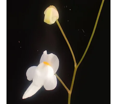 Utricularia amethystina