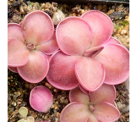 Pinguicula esseriana 'Black Leaf' x potosinensis 'Red Leaf'