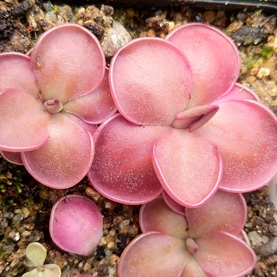 Pinguicula esseriana 'Black Leaf' x potosinensis 'Red Leaf'