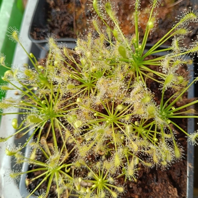 Drosera intermedia Antho free, North Carolina, USA