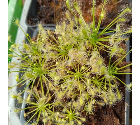 Drosera intermedia Antho free, North Carolina, USA