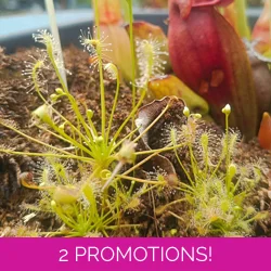 Drosera intermedia ALL GREEN North Carolina - 50 seeds