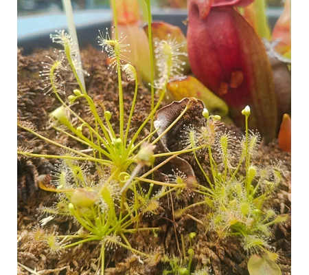 Drosera intermedia ALL GREEN North Carolina - 50 seeds