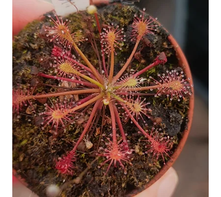 Drosera intermedia Kuba, 30 seeds