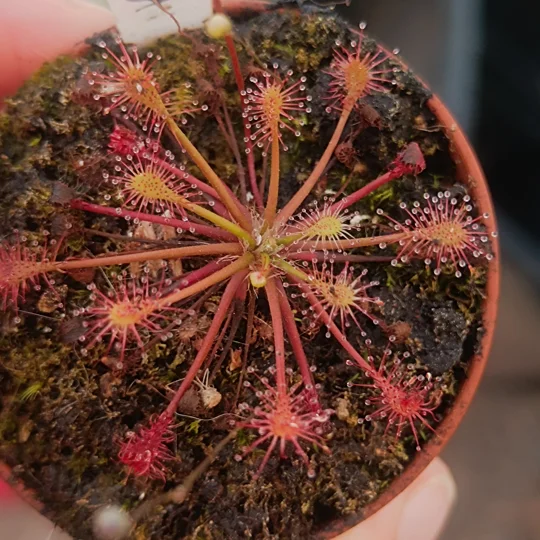 Drosera intermedia Kuba, 30 seeds