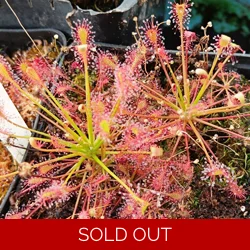 Drosera intermedia Red