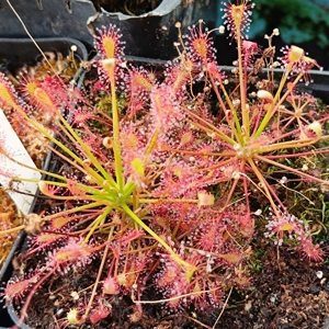Drosera intermedia Red