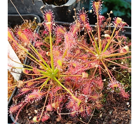 Drosera intermedia Red