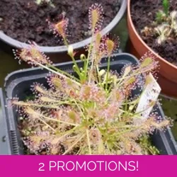 Drosera intermedia Trzin, Sl..
