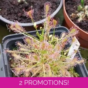Drosera intermedia Trzi..