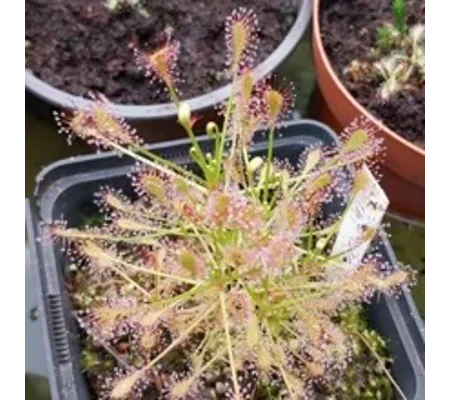 Drosera intermedia Trzin, Slo, 30 seeds