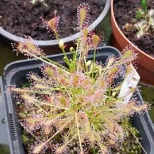 Drosera intermedia Trzin, Slo, 30 seeds