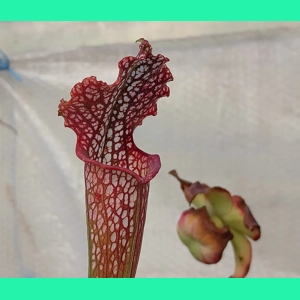 Sarracenia leucophylla ..