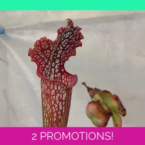 Sarracenia leucophylla ..