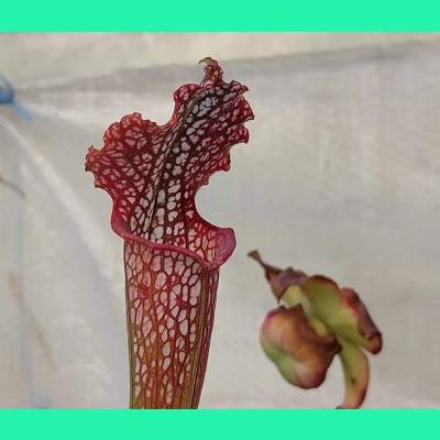 Sarracenia leucophylla L48A MK, Hot Pink Selections 1, Botanique