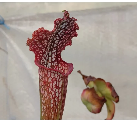 Sarracenia leucophylla L48A MK, Hot Pink Selections 1, Botanique